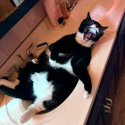 Miss Muffin the cat sprawled in a bathroom sink, mid yawn.